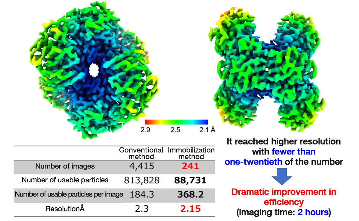 Comparison of imaging efficiency between conventional method (ice-embedding method) and the immobilization method (using EG-grid™)